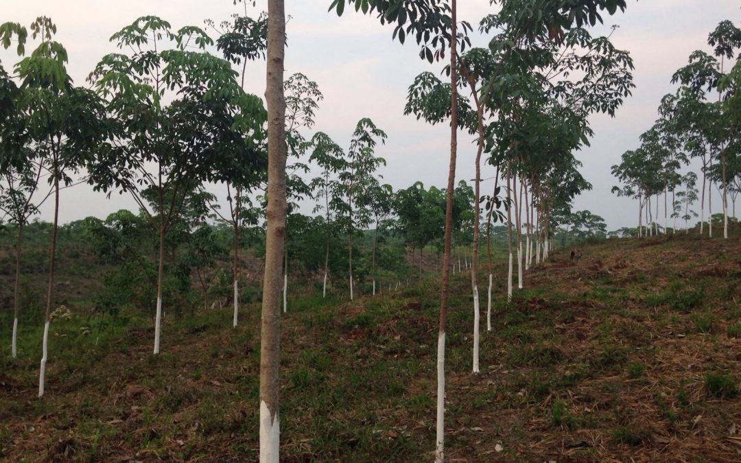Inventario de carbono del proyecto de reforestación en el Cerro San Gil (Guatemala)