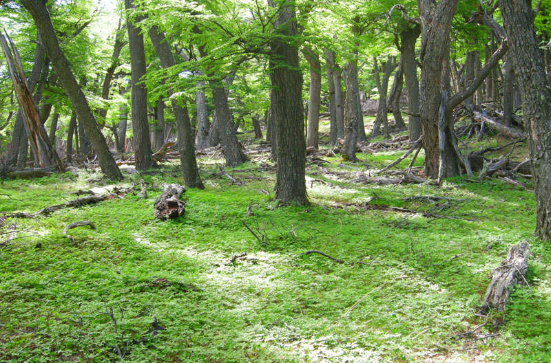 Carbonia: conservación y mejora de los bosques como sumideros de carbono