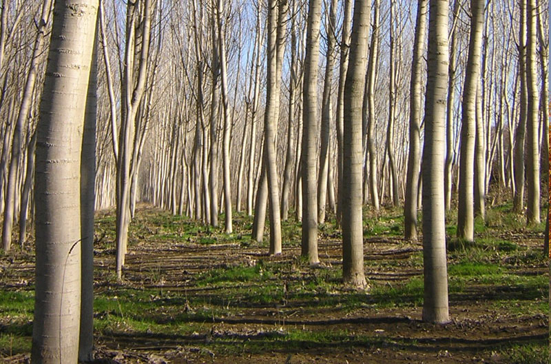 Management and improvement work in 162 ha of black poplar