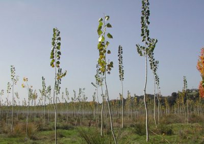 Plantation de 1960 peupliers variétés I214 sur 7 ha dans des exploitations privées dans la vega de la rivière Carrión, commune de Saldaña (Palencia)