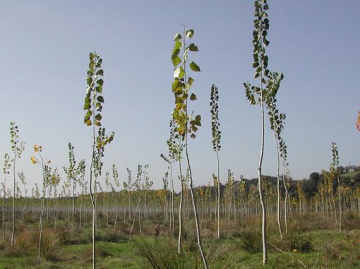 Plantation de 1960 peupliers variétés I214 sur 7 ha dans des exploitations privées dans la vega de la rivière Carrión, commune de Saldaña (Palencia)