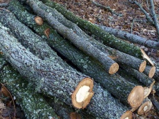 Supply of firewood to local residents through shoot selection in Pyrenean oak