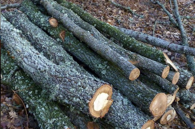 Approvisionnement en bois par le biais de travaux de balivage dans des chênaies