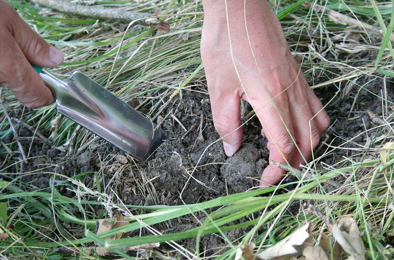 Reboisement avec des chênes verts mycorhizés pour la production de truffes noires sur 9 ha (Palencia)