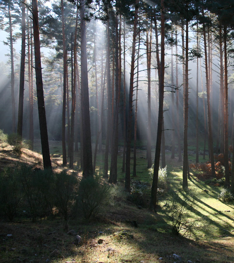 Ingeniería forestal