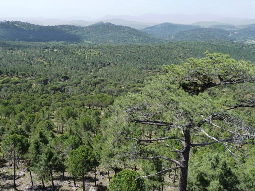 2e Révision de l’aménagement du Groupe de forêts de « Hoyo de Pinares » (Ávila)