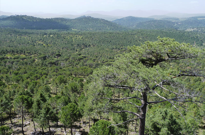 2ª Revisión de la Ordenación del Grupo de Montes de Hoyo de Pinares (Ávila)