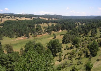 Nuevas ayudas al sector forestal en Castilla-La Mancha