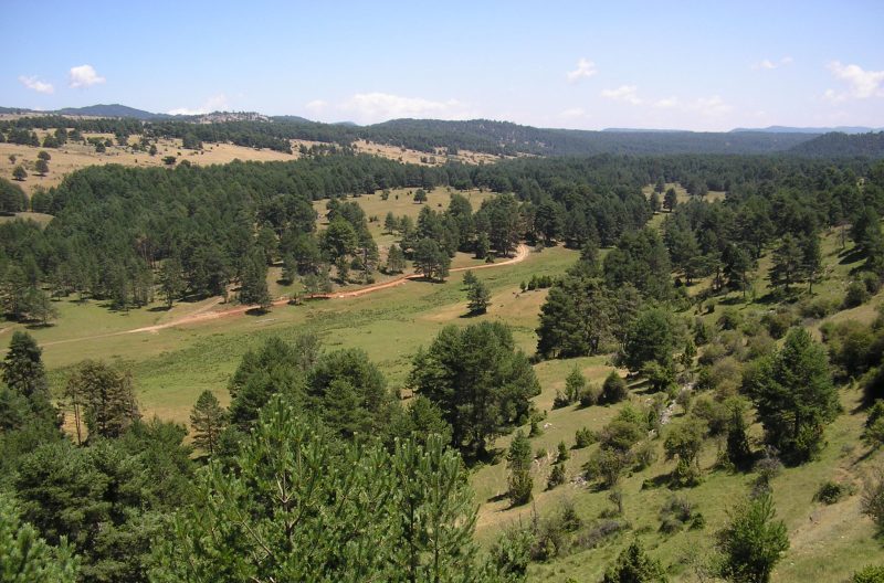 ayudas al sector forestal en Castilla-La Mancha