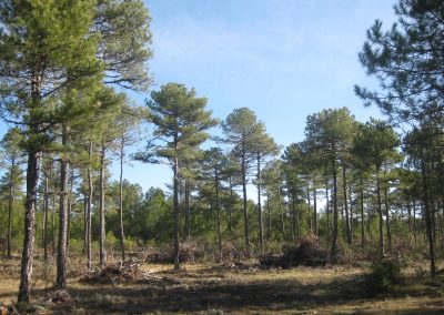Nuevas ayudas al sector forestal en Comunidad Valenciana, Navarra y Castilla La-Mancha
