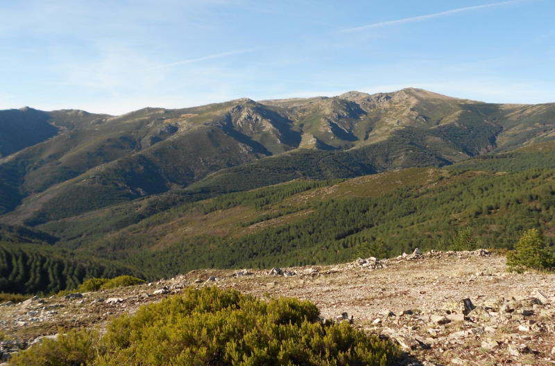 Convocadas ayudas al sector forestal en Castilla-La Mancha