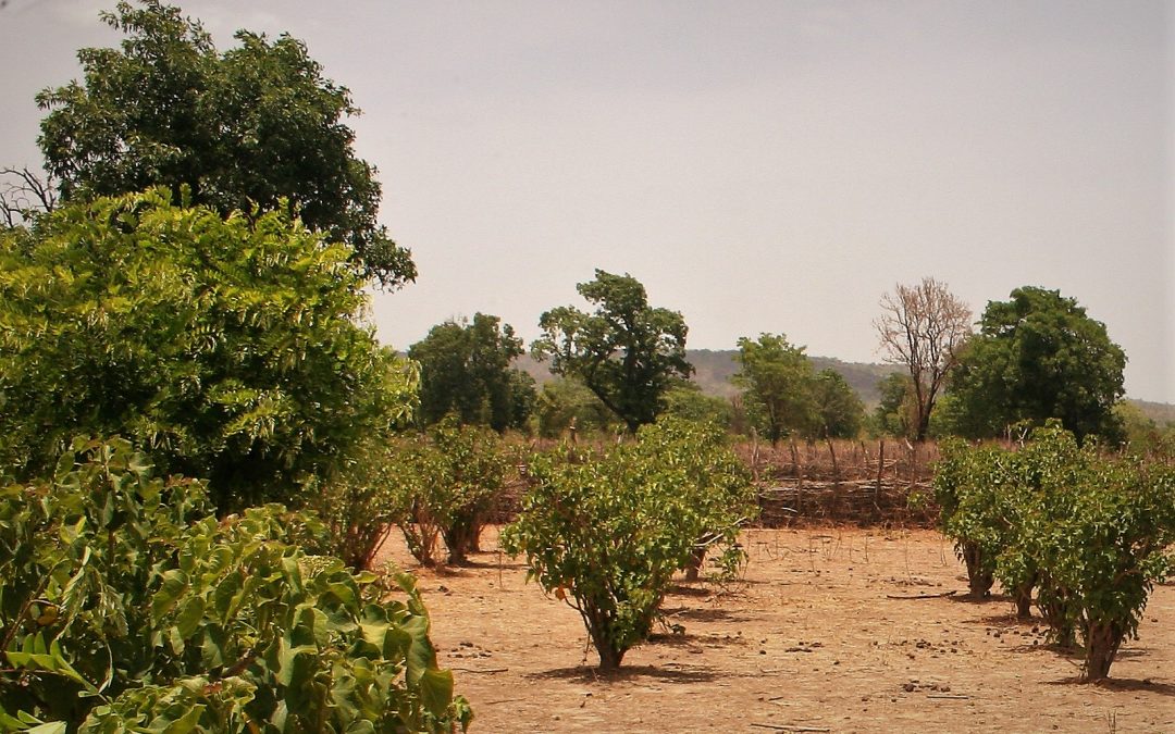 Apoyo técnico y verificación del inventario de carbono de un proyecto de reforestación en Mali: “Mali Jatropha Curcas Plantation Project”