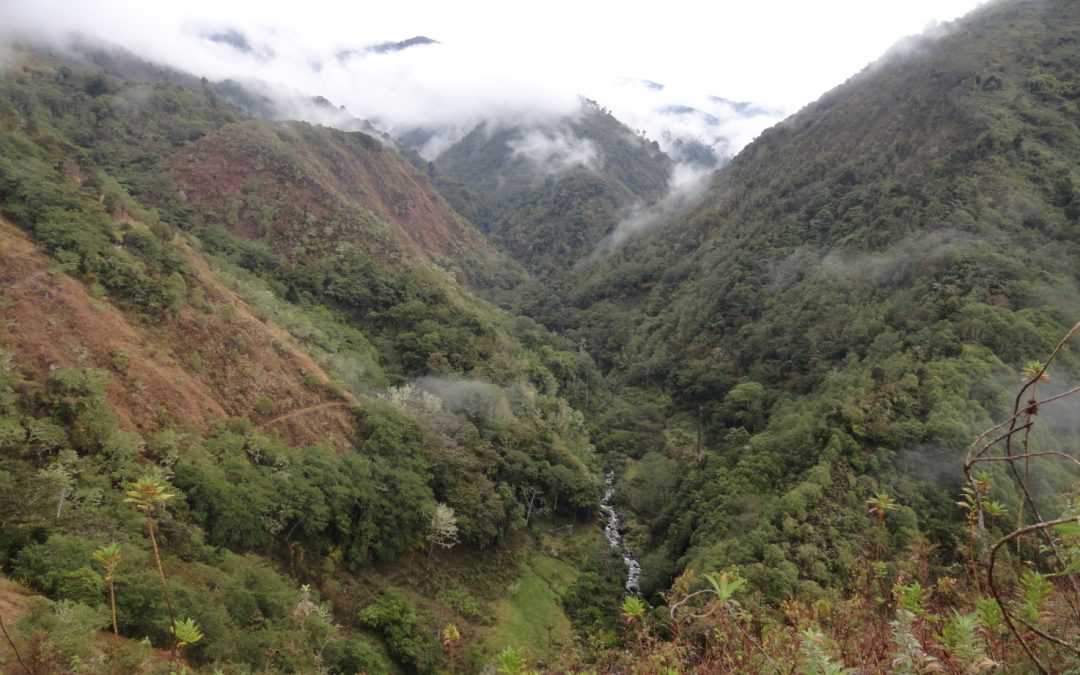 Appui technique pour le suivi et la vérification du projet  MDP B/R : Séquestration du carbone dans les petites et moyennes exploitations dans la région de Brunca, Costa Rica