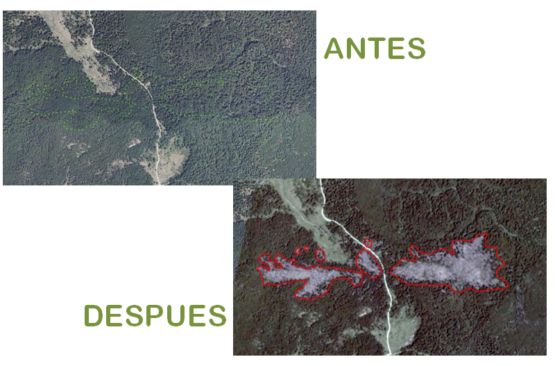 Rápida detección y cuantificación del derribo del hayedo en la Sierra de Entzia con imagen satelital y FORESTMAP