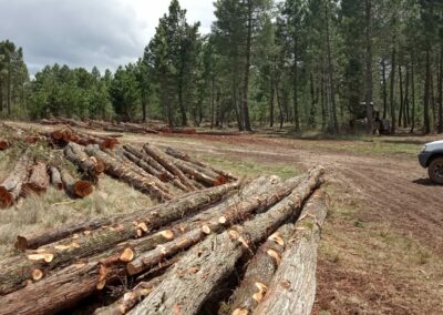 Funciones y responsabilidades de los gestores forestales: ¿Qué es y qué hacen?