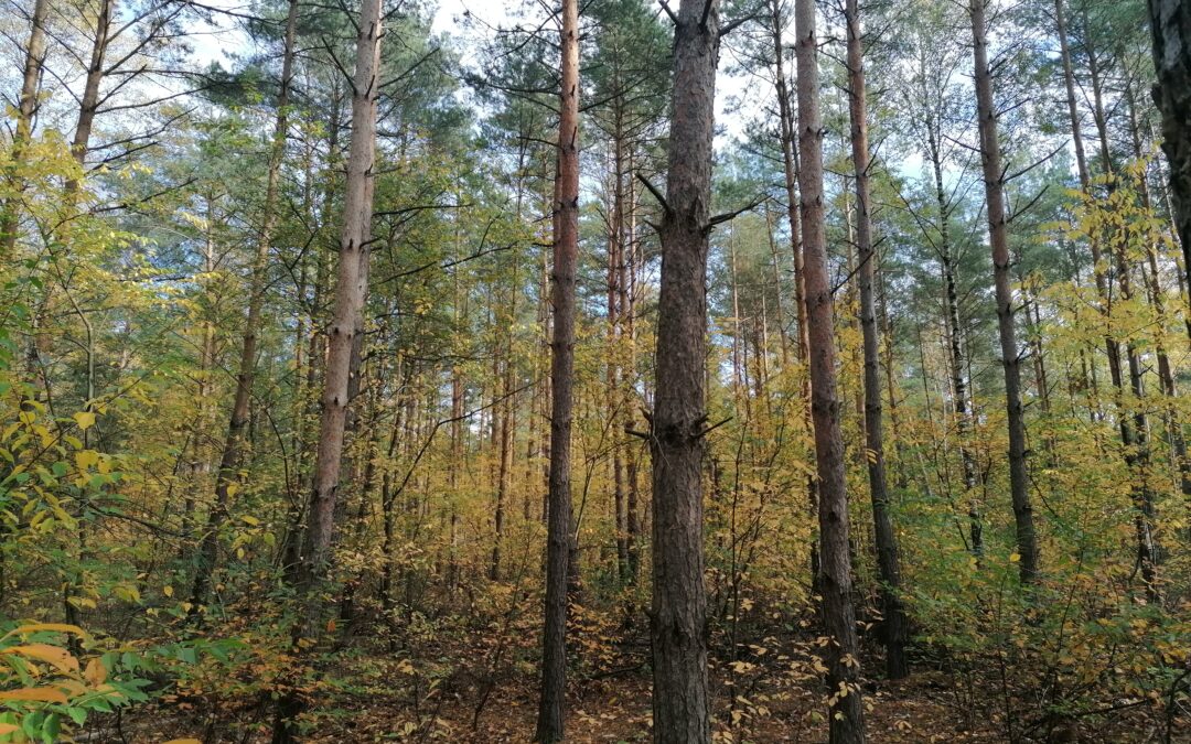Todos los forestales hablamos de lo mismo, una estancia más que gratificante en Polonia