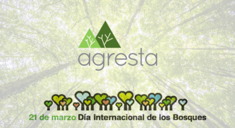 Día Internacional De Los Bosques 2024: Innovación Aplicada A La Gestión ...