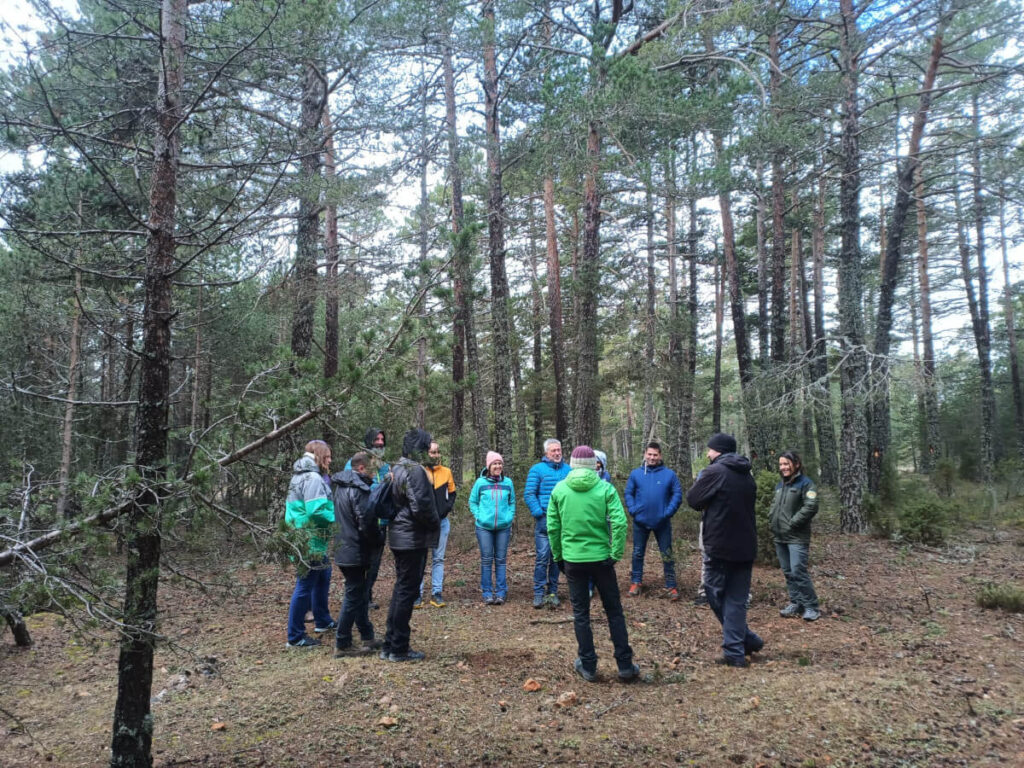 Mosqueruela biofor, reunión en el bosque